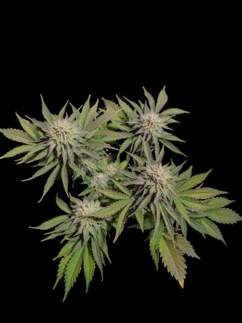 From Cut to Cup: GSC Kratky. Week 11