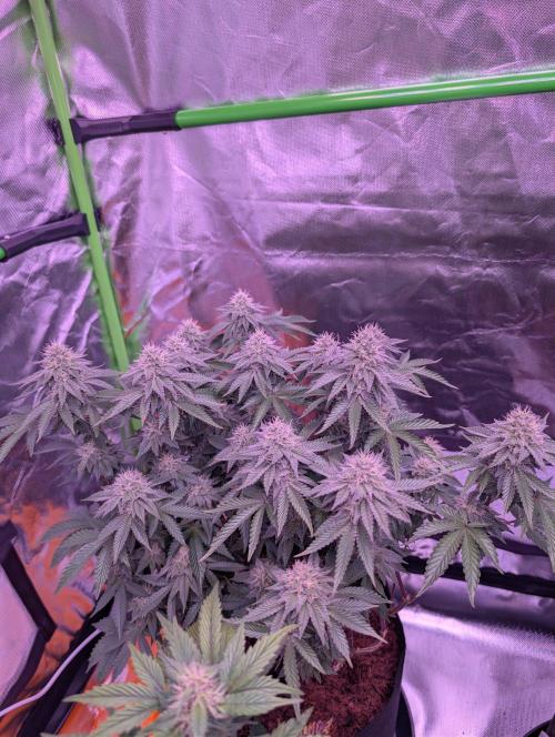 Girl Scout Cookies — Barneys Farm. Week 18