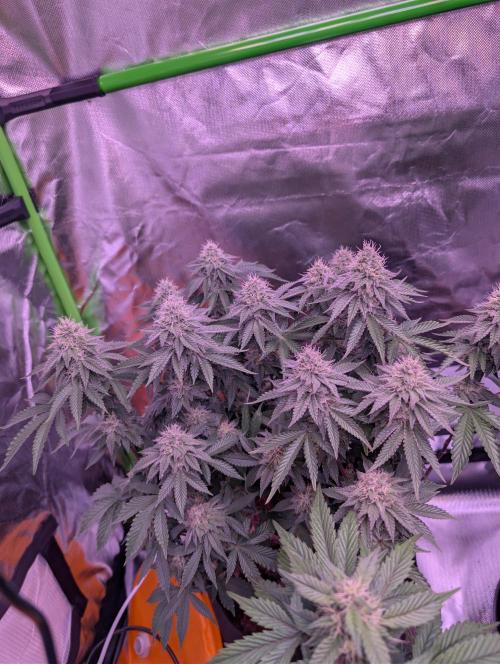 Girl Scout Cookies — Barneys Farm. Week 19