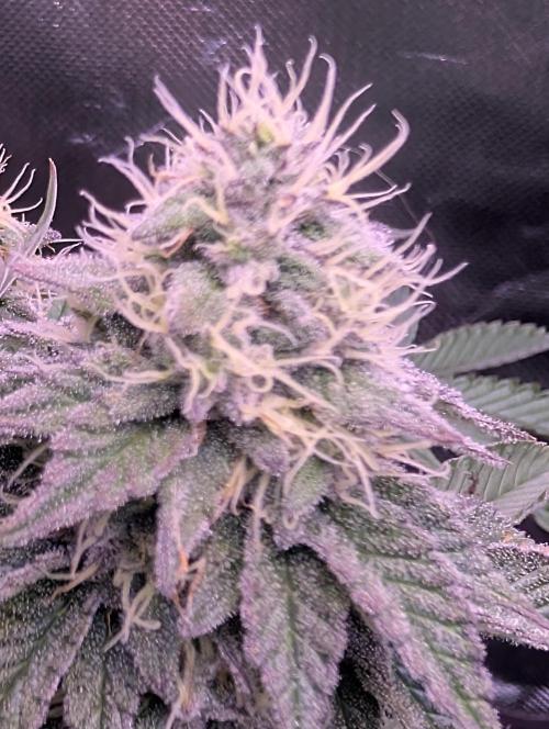 Girl Scout Cookies — Barneys Farm. Week 19