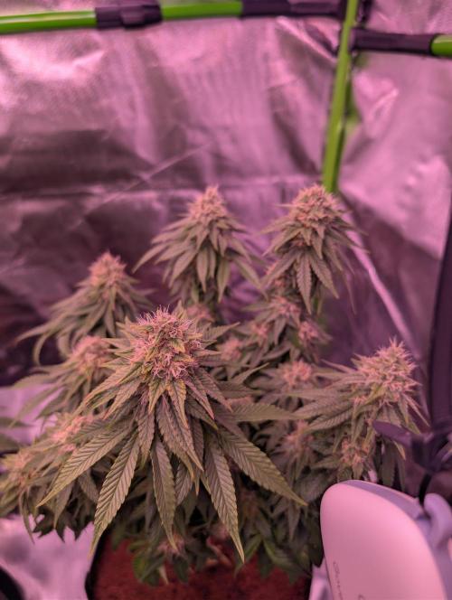 Graffiti Dreams – Permanent Marker. Week 15