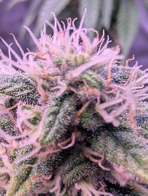 Graffiti Dreams – Permanent Marker. Week 15