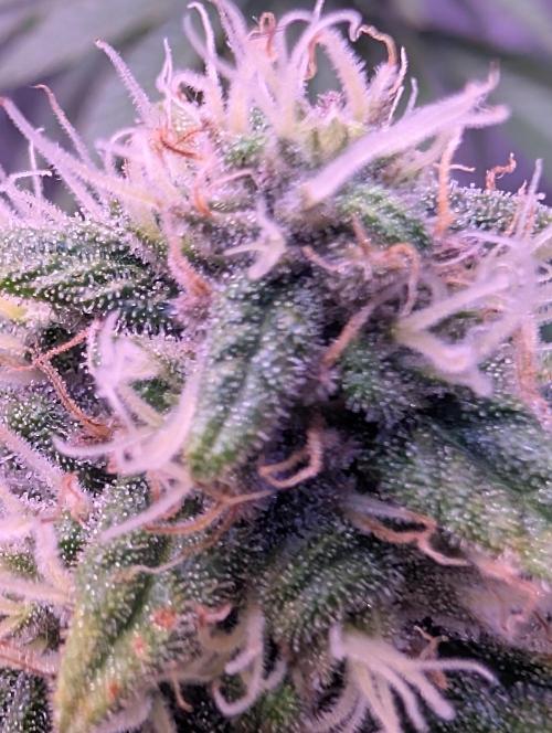 Graffiti Dreams – Permanent Marker. Week 15