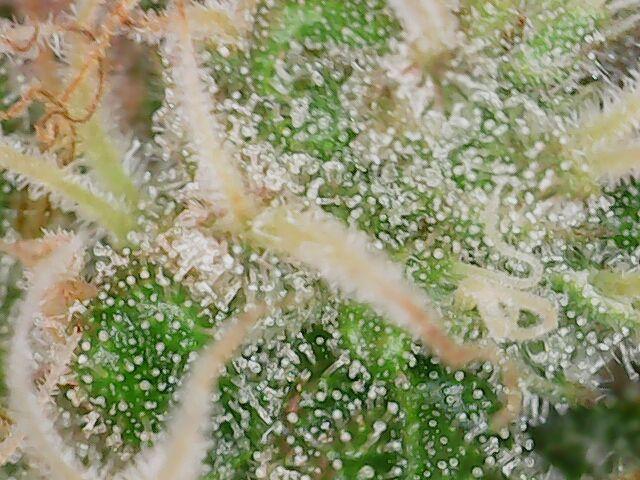 Graffiti Dreams – Permanent Marker. Week 15