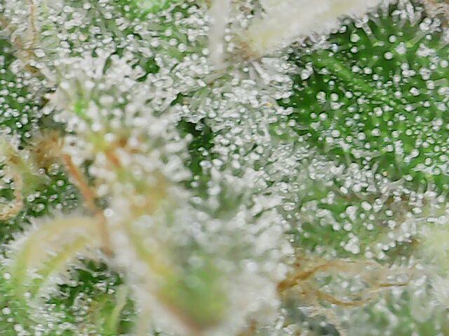 Graffiti Dreams – Permanent Marker. Week 15