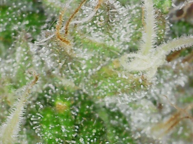 Graffiti Dreams – Permanent Marker. Week 15