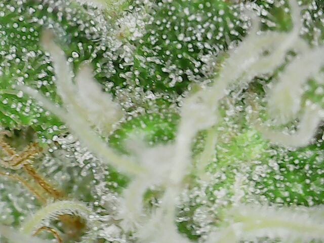 Graffiti Dreams – Permanent Marker. Week 15