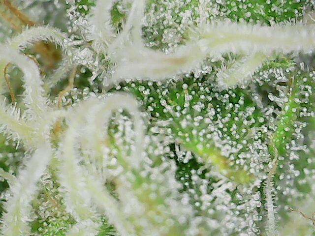 Graffiti Dreams – Permanent Marker. Week 15