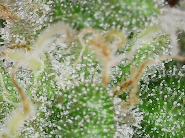 Graffiti Dreams – Permanent Marker. Week 15