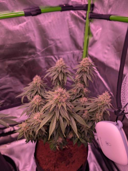 Graffiti Dreams – Permanent Marker. Week 15