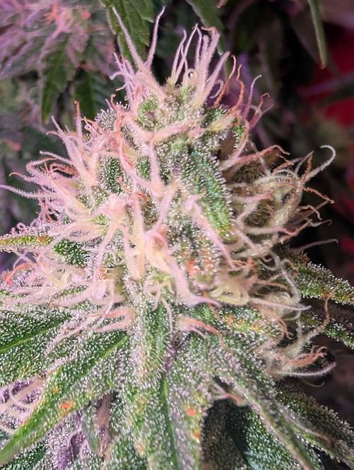 Graffiti Dreams – Permanent Marker. Week 15