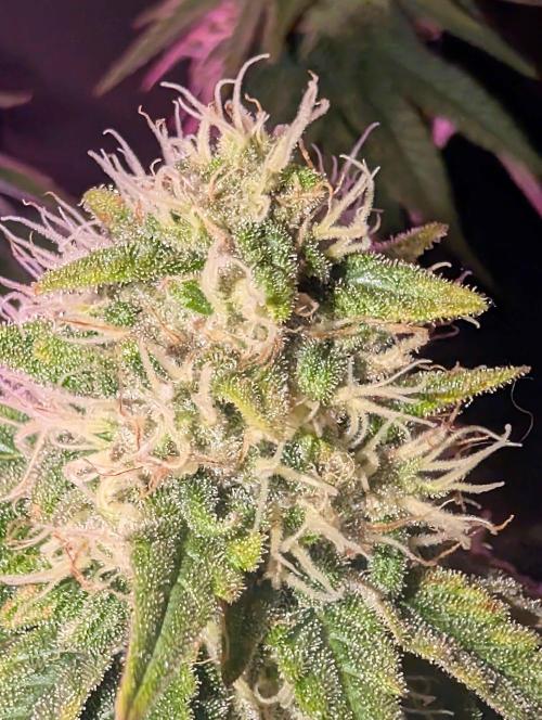 Graffiti Dreams – Permanent Marker. Week 15