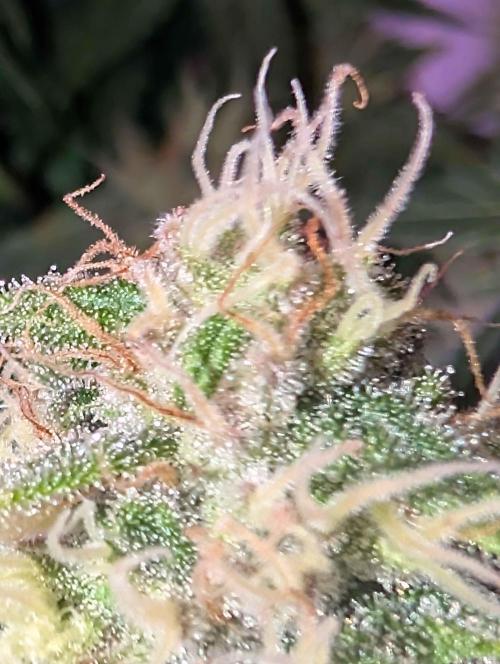 Graffiti Dreams – Permanent Marker. Week 15