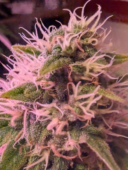 Graffiti Dreams – Permanent Marker. Week 15