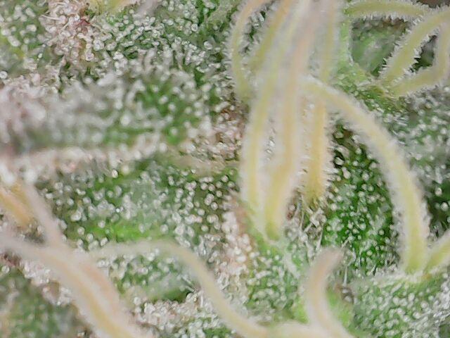 Girl Scout Cookies — Barneys Farm. Week 19