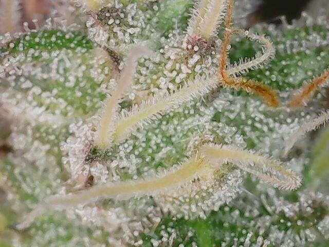 Girl Scout Cookies — Barneys Farm. Week 19