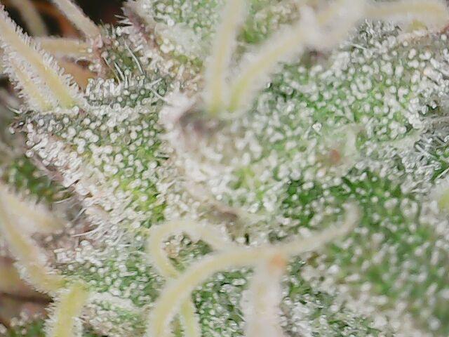 Girl Scout Cookies — Barneys Farm. Week 19