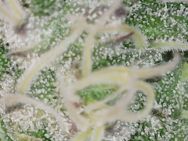 Girl Scout Cookies — Barneys Farm. Week 19