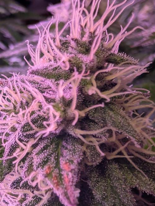 Girl Scout Cookies — Barneys Farm. Week 19