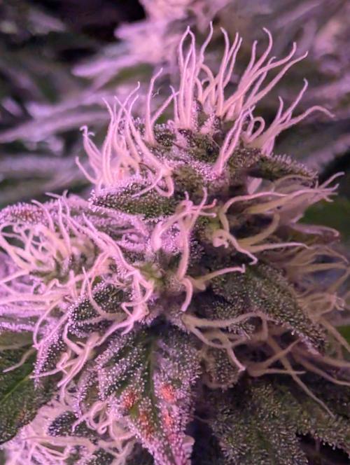 Girl Scout Cookies — Barneys Farm. Week 19