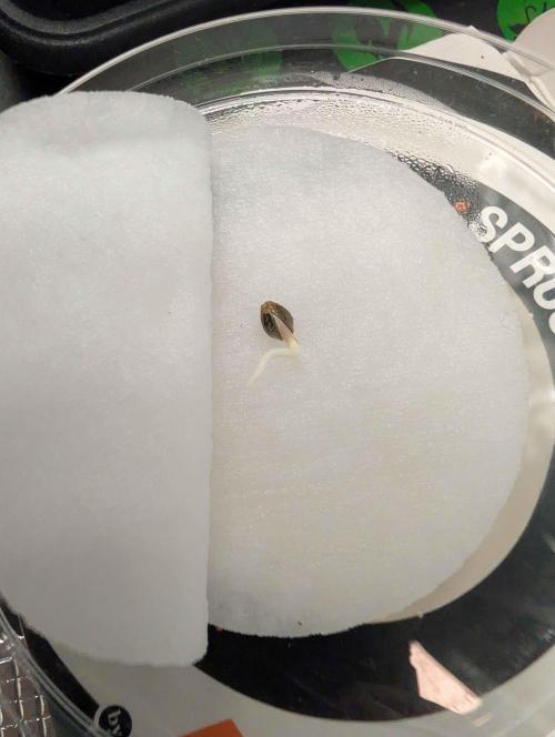 Lemon Cherry Ice Cream x Criminal Seeds. Week 0