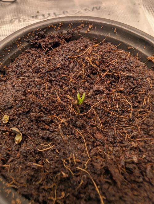 Lemon Cherry Ice Cream x Criminal Seeds. Week 0