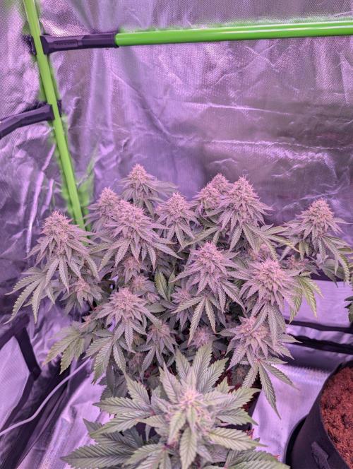 Girl Scout Cookies — Barneys Farm. Week 19