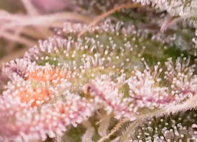 Girl Scout Cookies — Barneys Farm. Week 19