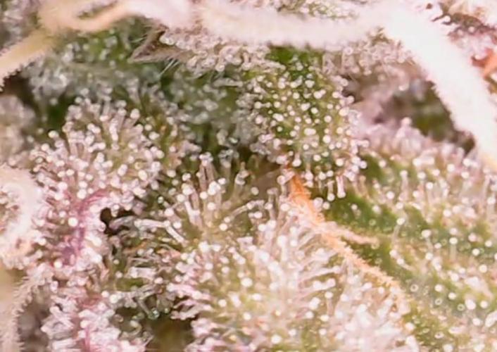 Girl Scout Cookies — Barneys Farm. Week 19