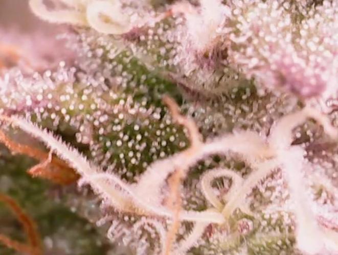 Girl Scout Cookies — Barneys Farm. Week 19