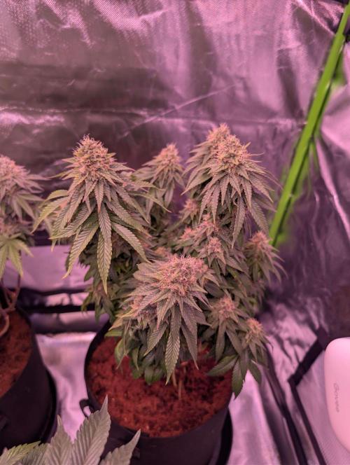 Graffiti Dreams – Permanent Marker. Week 15