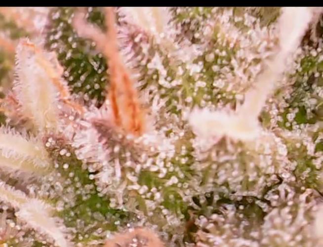 Graffiti Dreams – Permanent Marker. Week 15