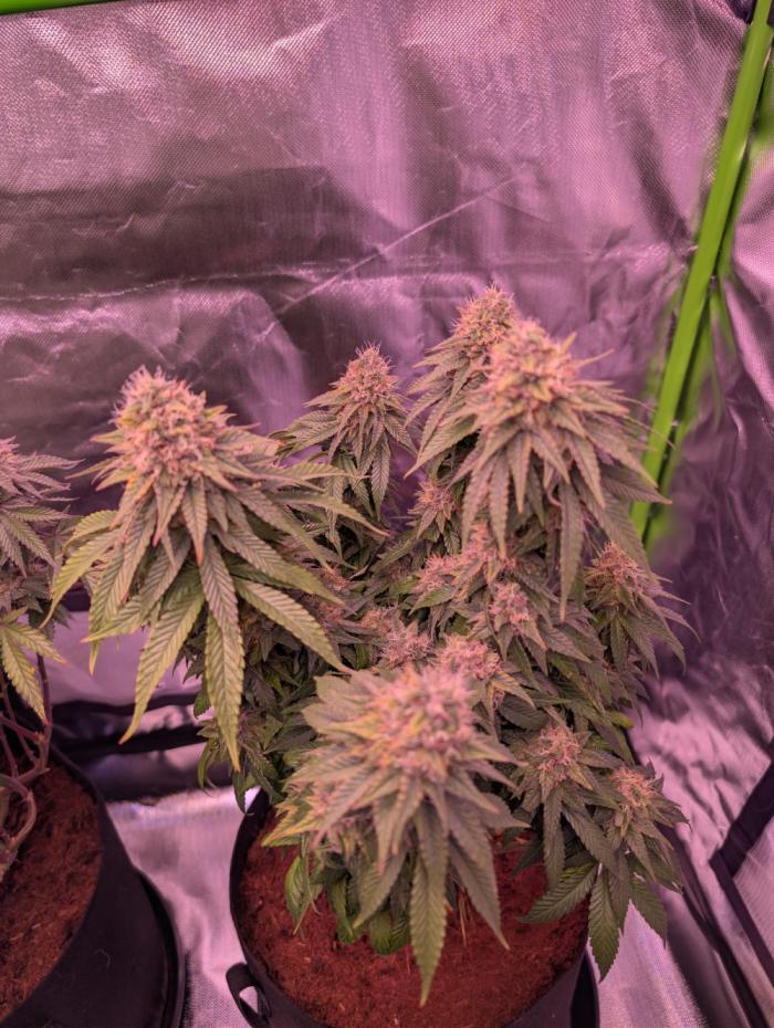 Graffiti Dreams – Permanent Marker. Week 16