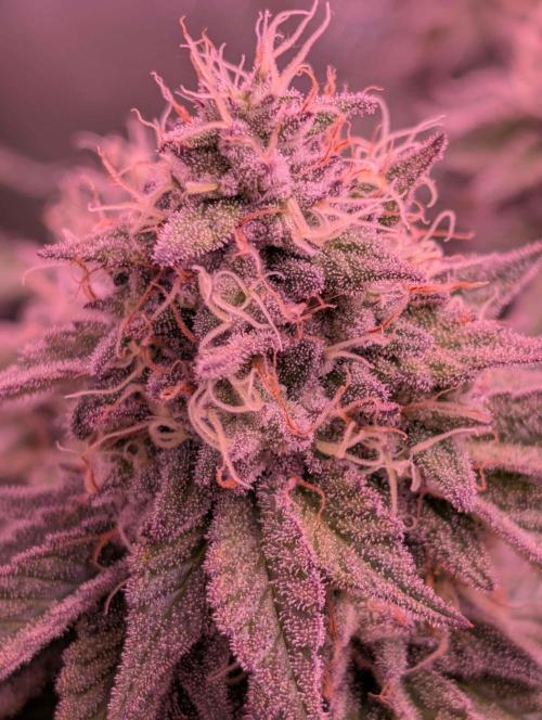 Girl Scout Cookies — Barneys Farm. Week 20