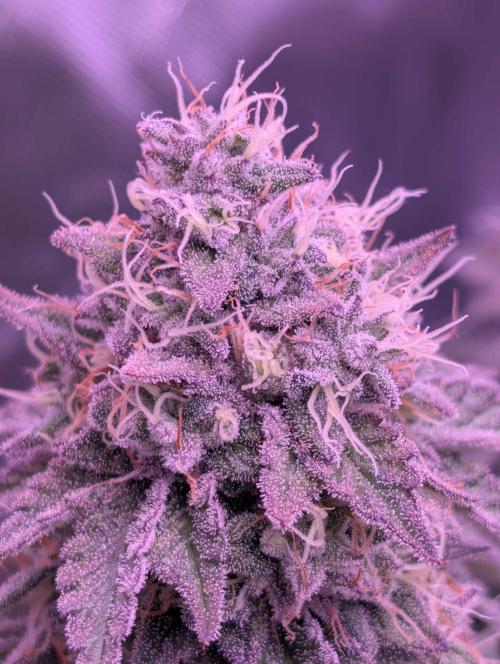 Girl Scout Cookies — Barneys Farm. Week 20