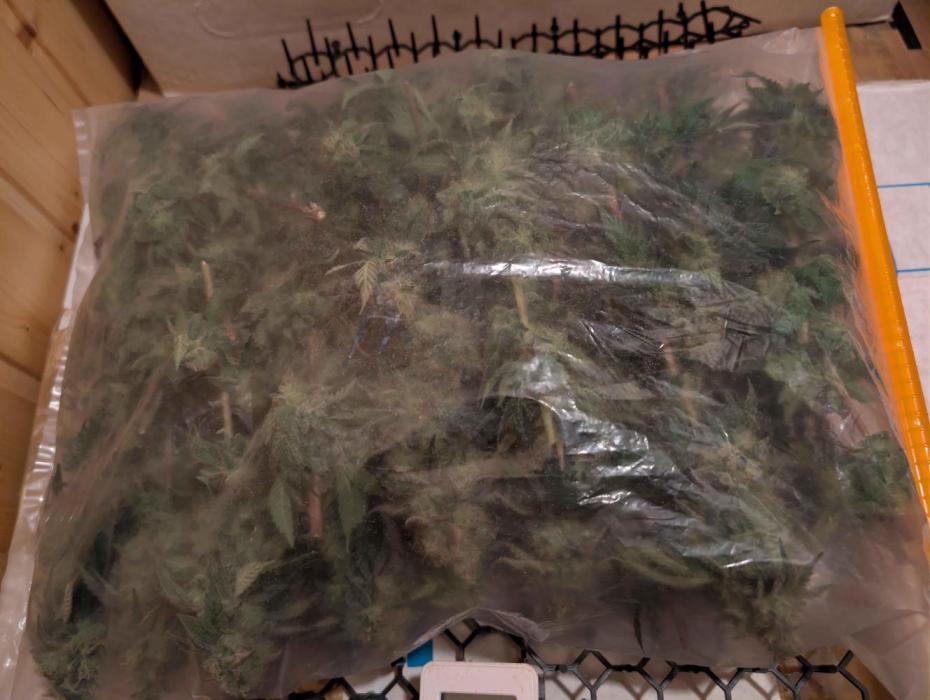 Girl Scout Cookies — Barneys Farm. Week 21