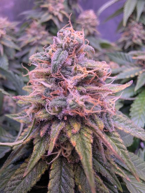 Graffiti Dreams – Permanent Marker. Week 16