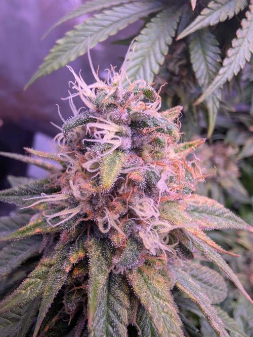 Graffiti Dreams – Permanent Marker. Week 16