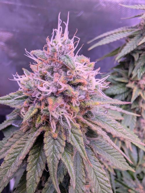 Graffiti Dreams – Permanent Marker. Week 16