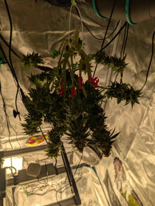 Graffiti Dreams – Permanent Marker. Week 17