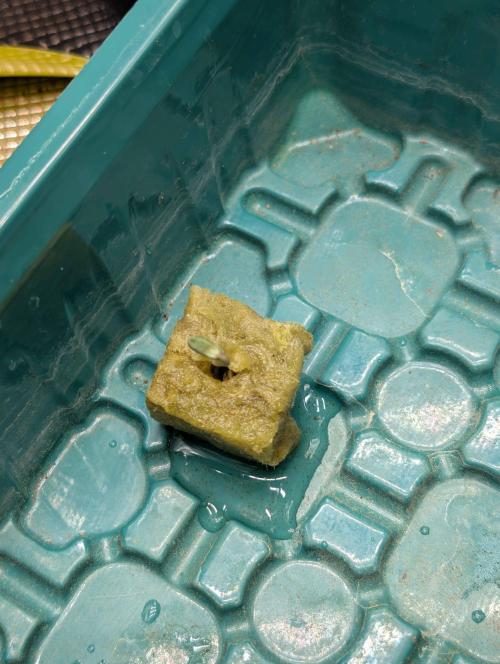 Sticky Broccoli DWC x Eternity Cup 2026. Week 0