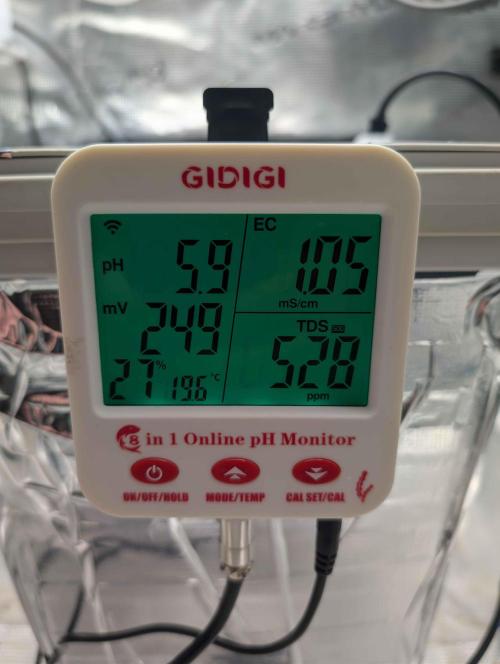 Sticky Broccoli DWC x Eternity Cup 2026. Week 0