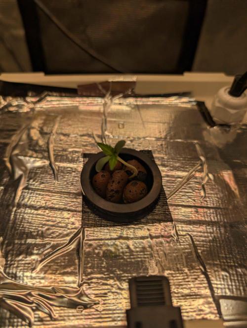 Sticky Broccoli DWC x Eternity Cup 2026. Week 0