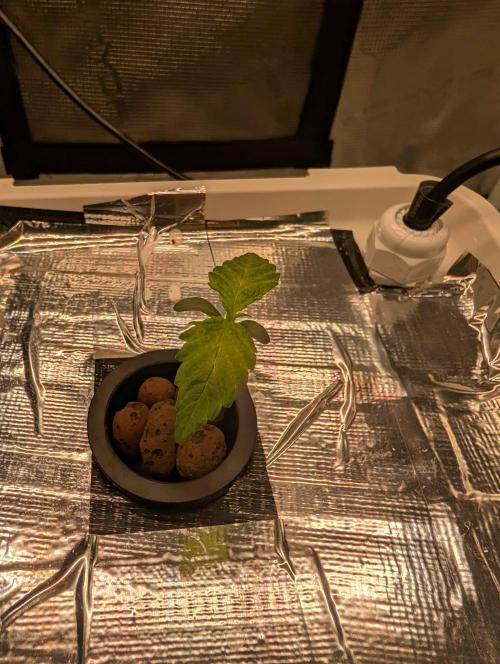 Sticky Broccoli DWC x Eternity Cup 2026. Week 0