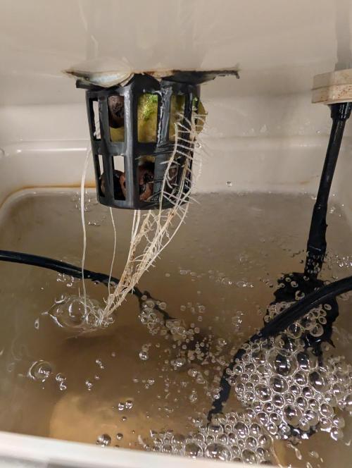 Sticky Broccoli DWC x Eternity Cup 2026. Week 0