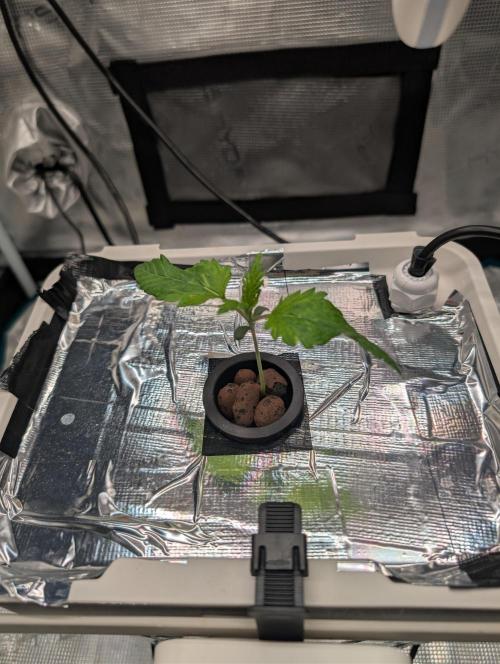 Sticky Broccoli DWC x Eternity Cup 2026. Week 0