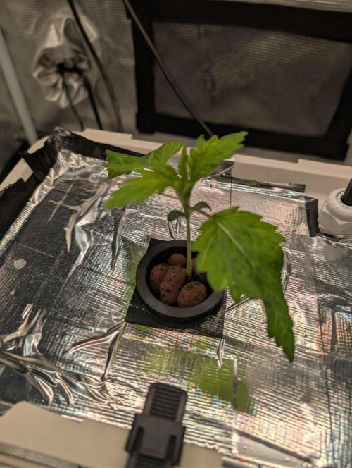 Sticky Broccoli DWC x Eternity Cup 2026. Week 1