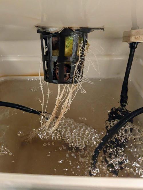 Sticky Broccoli DWC x Eternity Cup 2026. Week 1