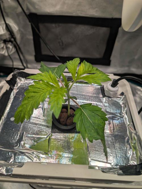 Sticky Broccoli DWC x Eternity Cup 2026. Week 1 - VT3