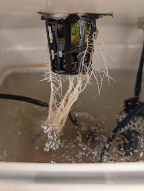 Sticky Broccoli DWC x Eternity Cup 2026. Week 1 - VT3